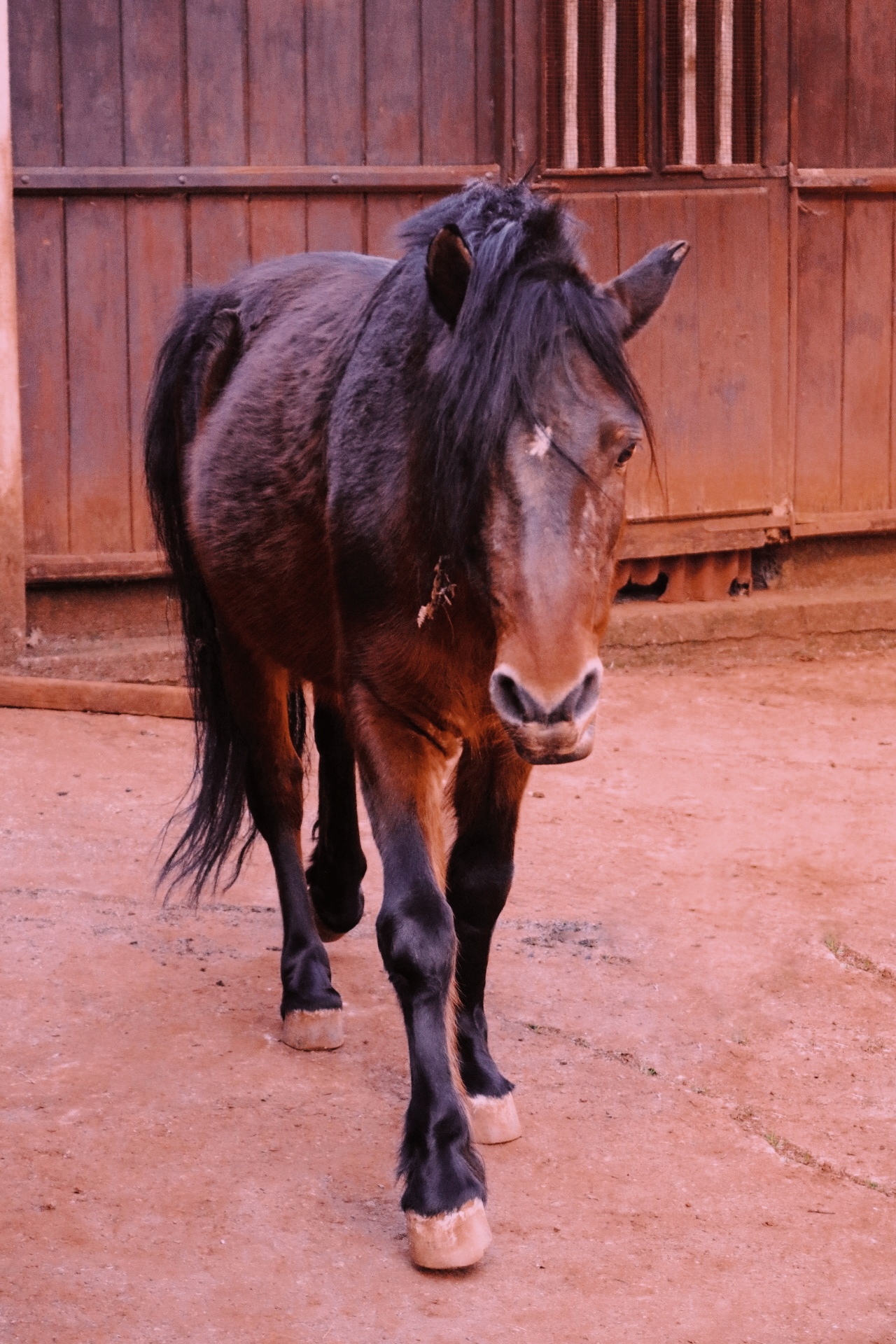 fotografia de um cavalo
